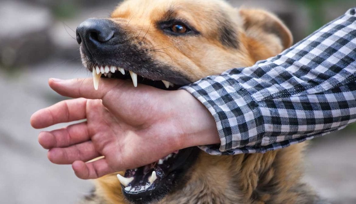 Dog Bite Attorney: Which Dog Bite Attorney Do I Need?