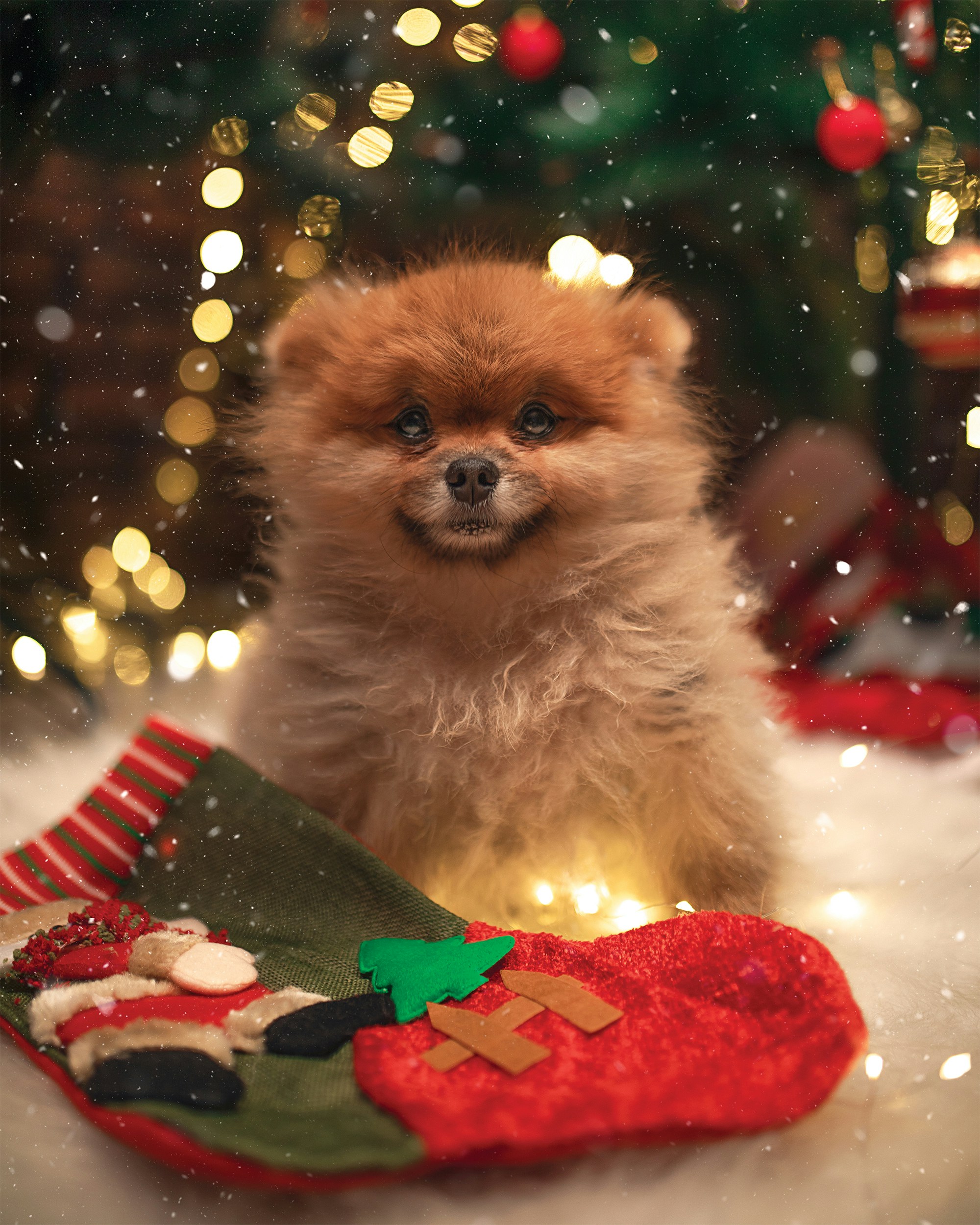 Top 30 Must-Have Dog Toys to Celebrate Your Furry Friend This Christmas