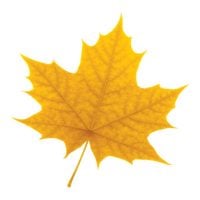 Wilfrid Laurier University