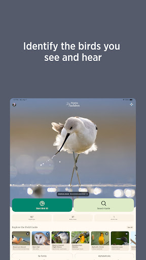 Audubon Bird Guide screenshot