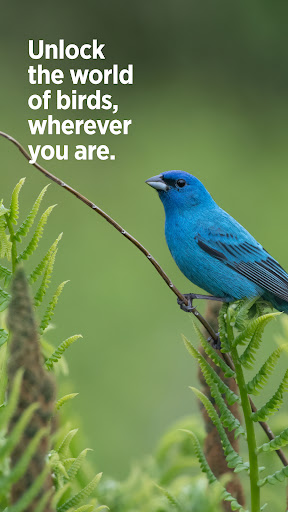 Audubon Bird Guide screenshot