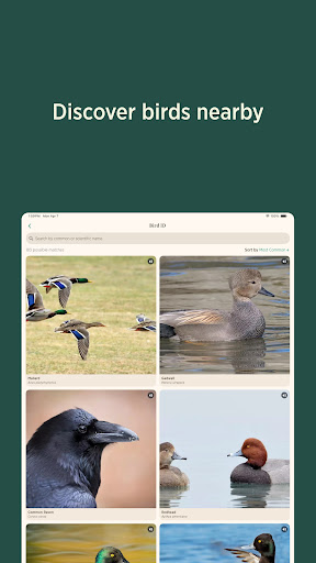 Audubon Bird Guide screenshot