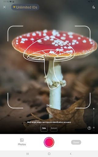 Picture Mushroom - Mushroom ID screenshot