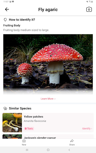 Picture Mushroom - Mushroom ID screenshot