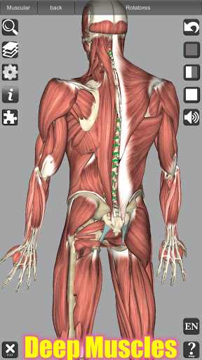3D Anatomy screenshot