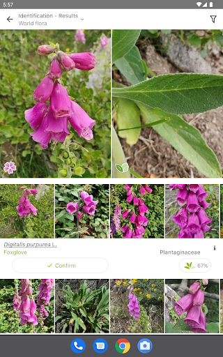 PlantNet Plant Identification screenshot