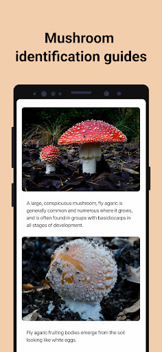 Picture Mushroom - Mushroom ID screenshot