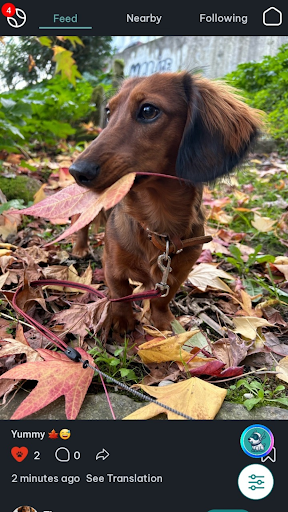 DogPack: Dog Parks & Services screenshot