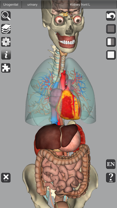 3D Anatomy screenshot