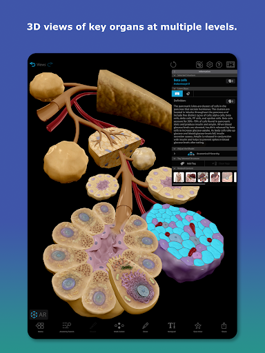 Human Anatomy Atlas 2025 screenshot