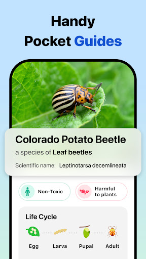 Picture Insect: Bug Identifier screenshot